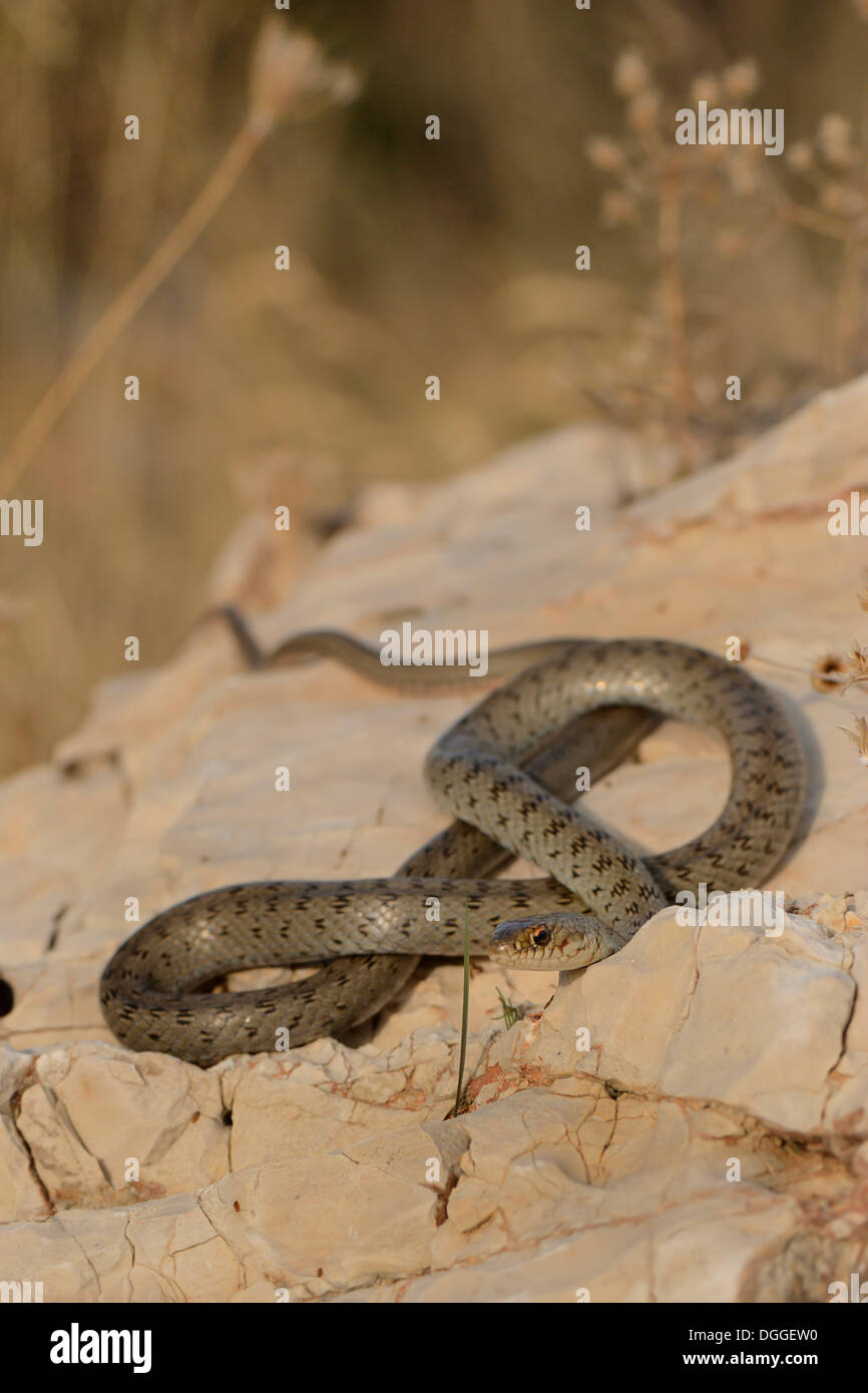 Semi-adulto Caspian frusta Snake (Hierophis caspius) crogiolarvi al sole su una roccia di fronte di erba secca, Kaş, Lycia, Provincia di Antalya Foto Stock