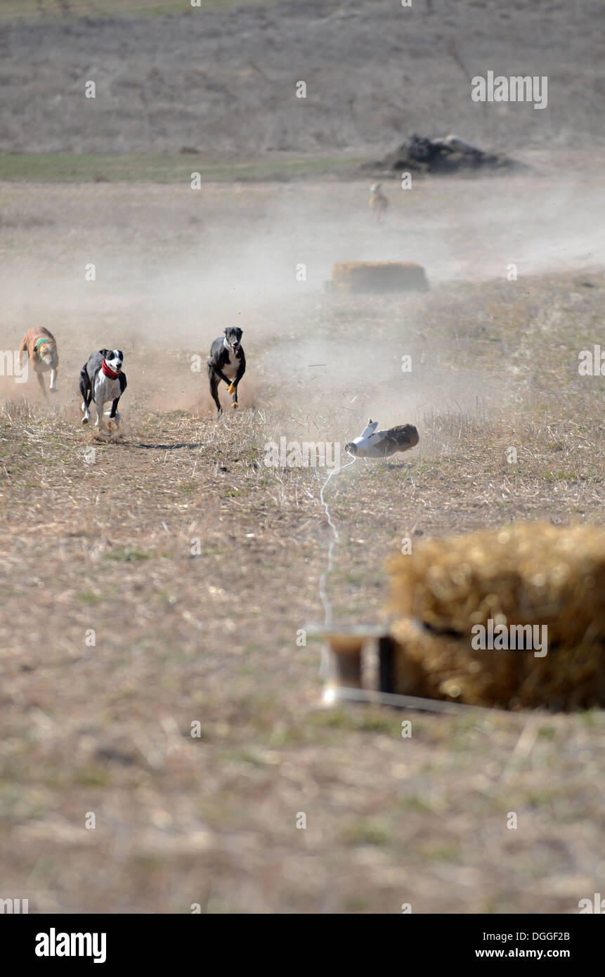 Hounding miseria: Greyhound gara con un meccanico di lepre e di un sistema motorizzato, utilizzato da greyhound proprietari durante la stagione di caccia termina Foto Stock