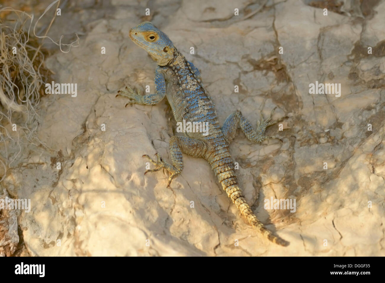 Stellion, Hardim o Star Lizard (Laudakia stellio), maschio adulto su una roccia, Kaş, Lycia, Provincia di Antalya, Turchia Foto Stock