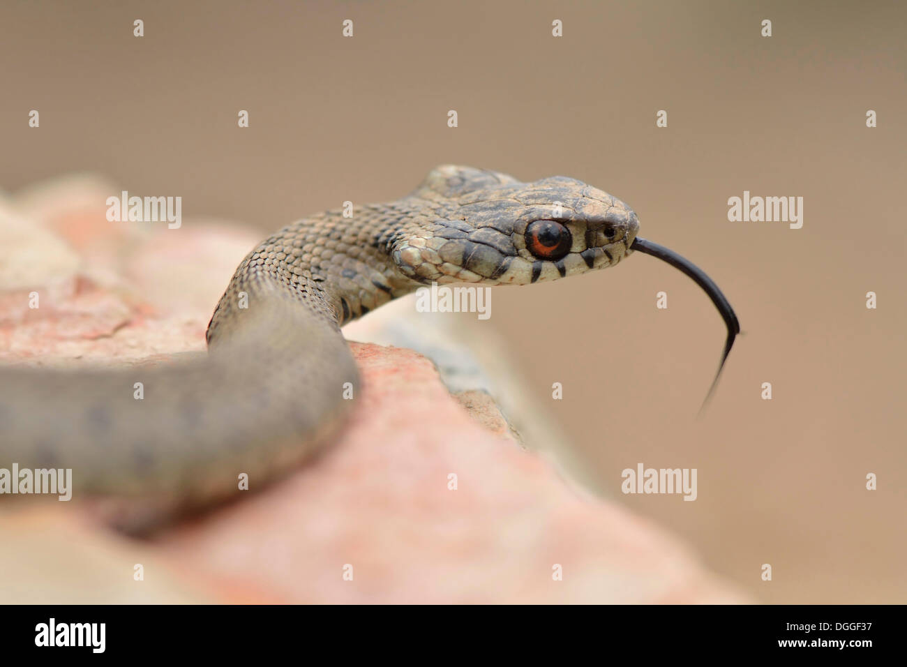 Di inanellare Snake (Natrix natrix astreptophora), minaccioso, attaccare fuori la sua linguetta, su roccia, Algarve, PORTOGALLO Foto Stock