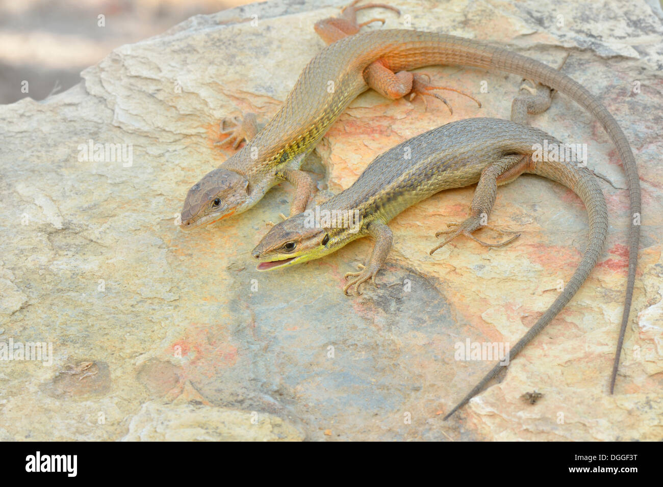 Grandi Psammodromus (Psammodromus algirus), coppia crogiolarsi al sole sulle rocce, Aljezur, distretto di Faro, Portogallo Foto Stock