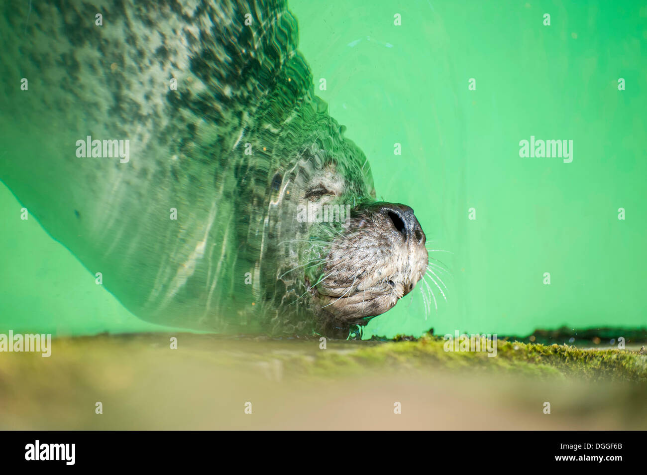 La guarnizione di tenuta (Phoca vitulina) addormentato in verde acqua, Den Helder in Olanda Settentrionale, Paesi Bassi, Europa Foto Stock