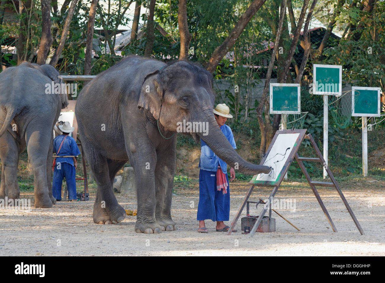 Elefante asiatico (Elephas maximus) pittura, elefante mostrano a Mae Taeng Elephant Camp, Kuet Chang, Amphoe Mae Taeng, Chiang Mai Foto Stock