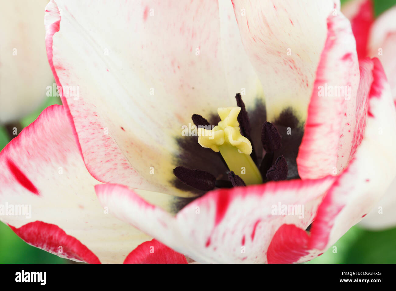 Tulipa 'Denise' Tulip trionfo gruppo Aprile Foto Stock