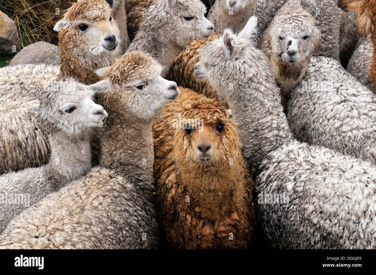 Allevamento di lama nella Pampa Blanca village, Munizip Charazani, Departamento di La Paz, Bolivia, Sud America Foto Stock