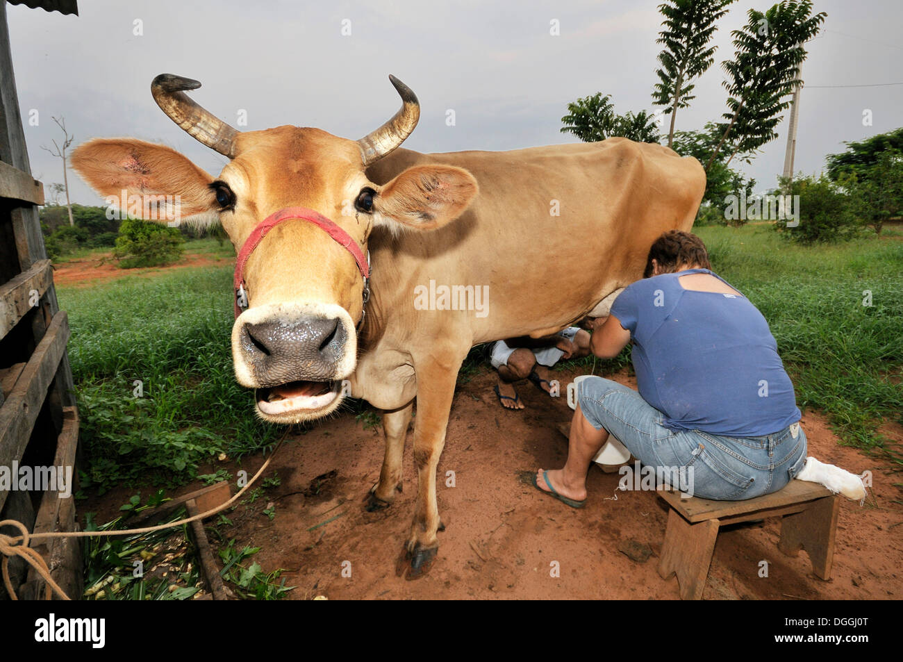 Mungitura delle vacche a mano, l'agricoltura su piccola scala in un insediamento di ex contadini senza terra, la riforma fondiaria, Entre Rios Provincia Foto Stock