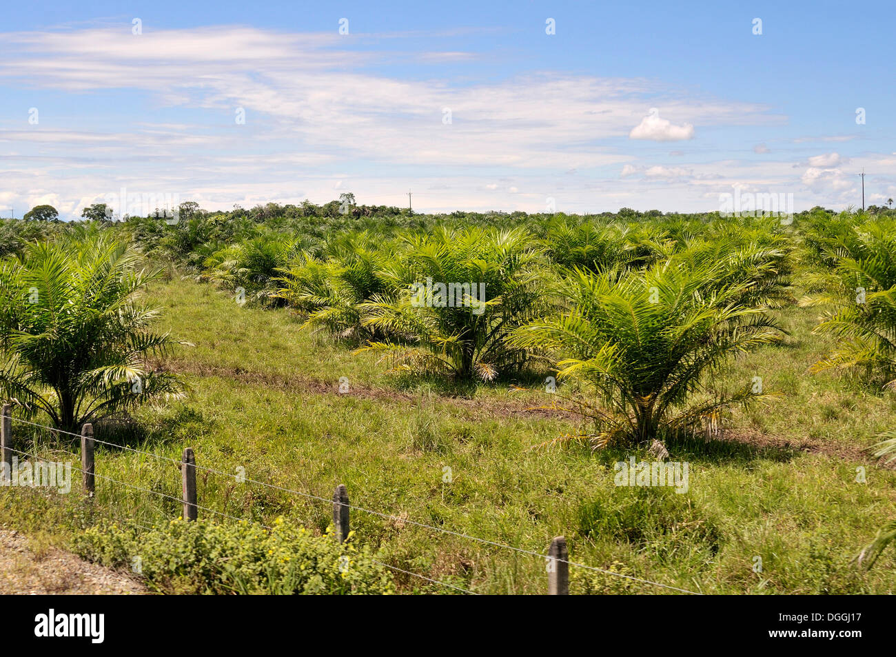 Olio di palma plantation, un business lucrativo per i proprietari dei terreni e uno dei motivi principali per la terra di conflitti e di spostamento Foto Stock