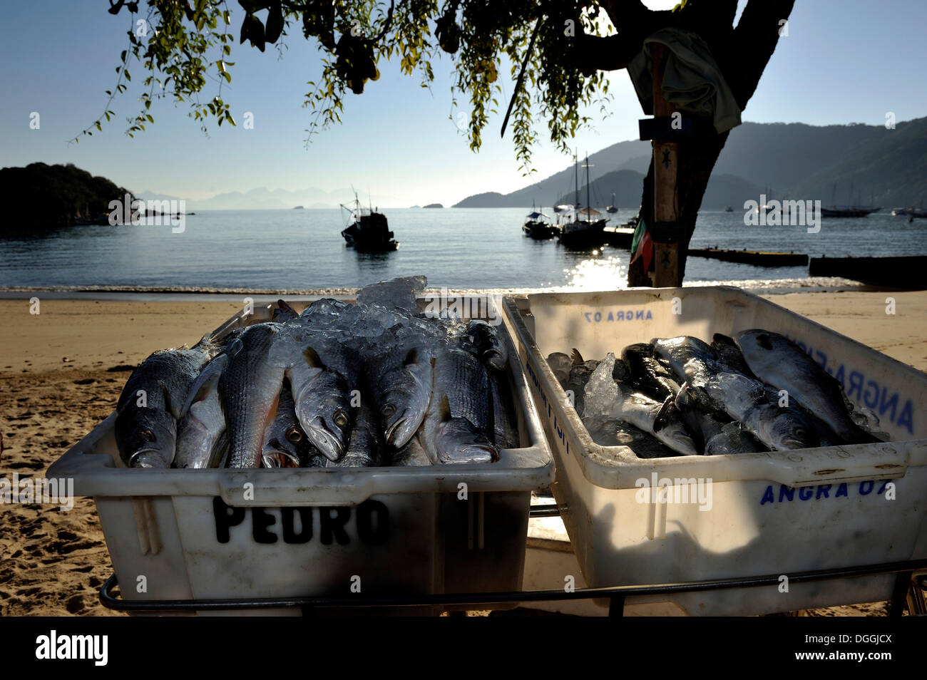 Ice-raffreddato il pesce in vendita presso la spiaggia, Ilha Grande, stato di Rio de Janeiro, Brasile, Sud America Foto Stock