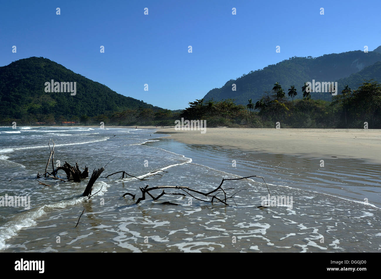 Driftwood su Dois Rios beach, Ilha Grande, stato di Rio de Janeiro, Brasile, Sud America Foto Stock