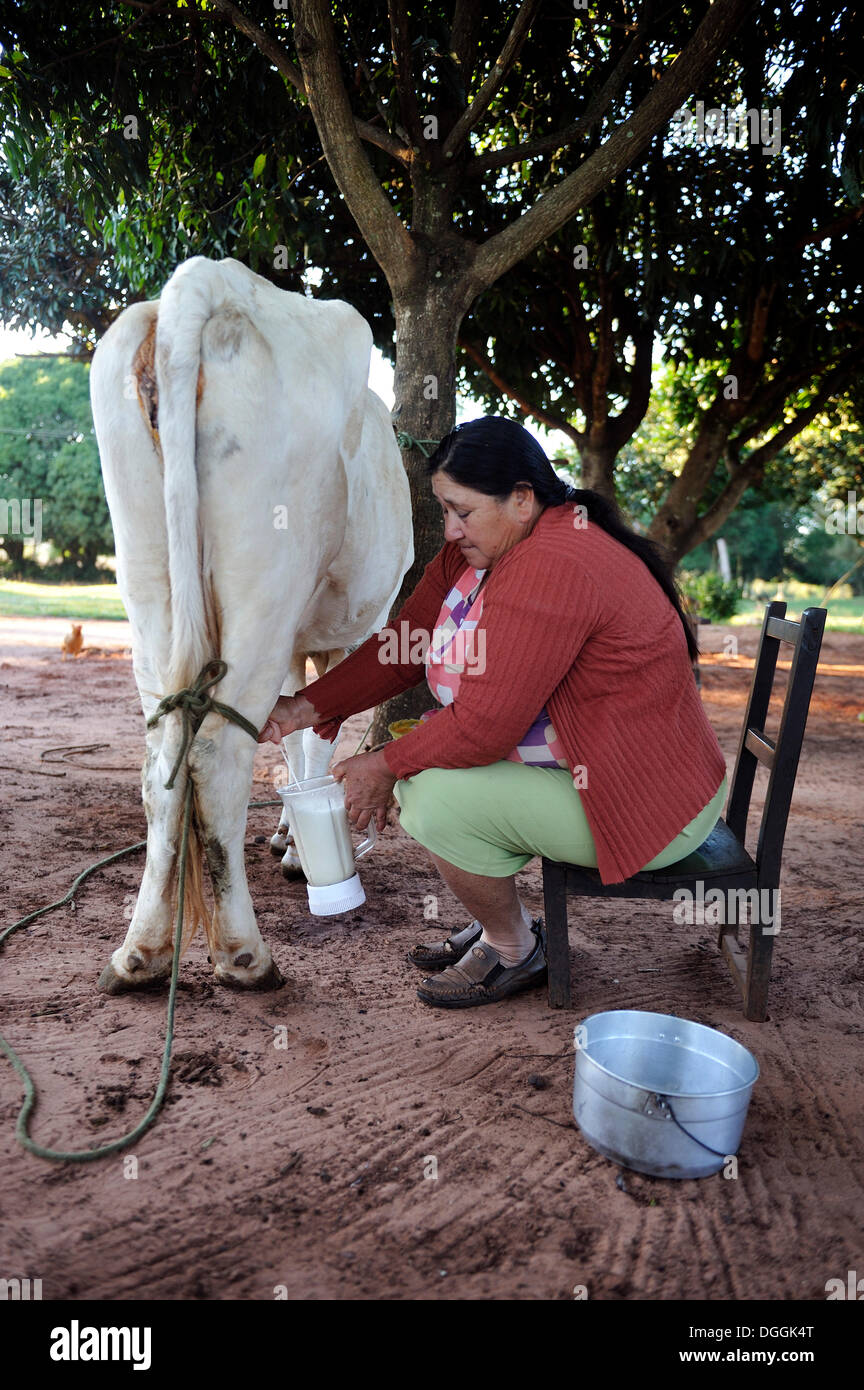 Contadino, 47, la mungitura di una mucca da mano, Pastoreo, Caaguazú Reparto, Paraguay Foto Stock