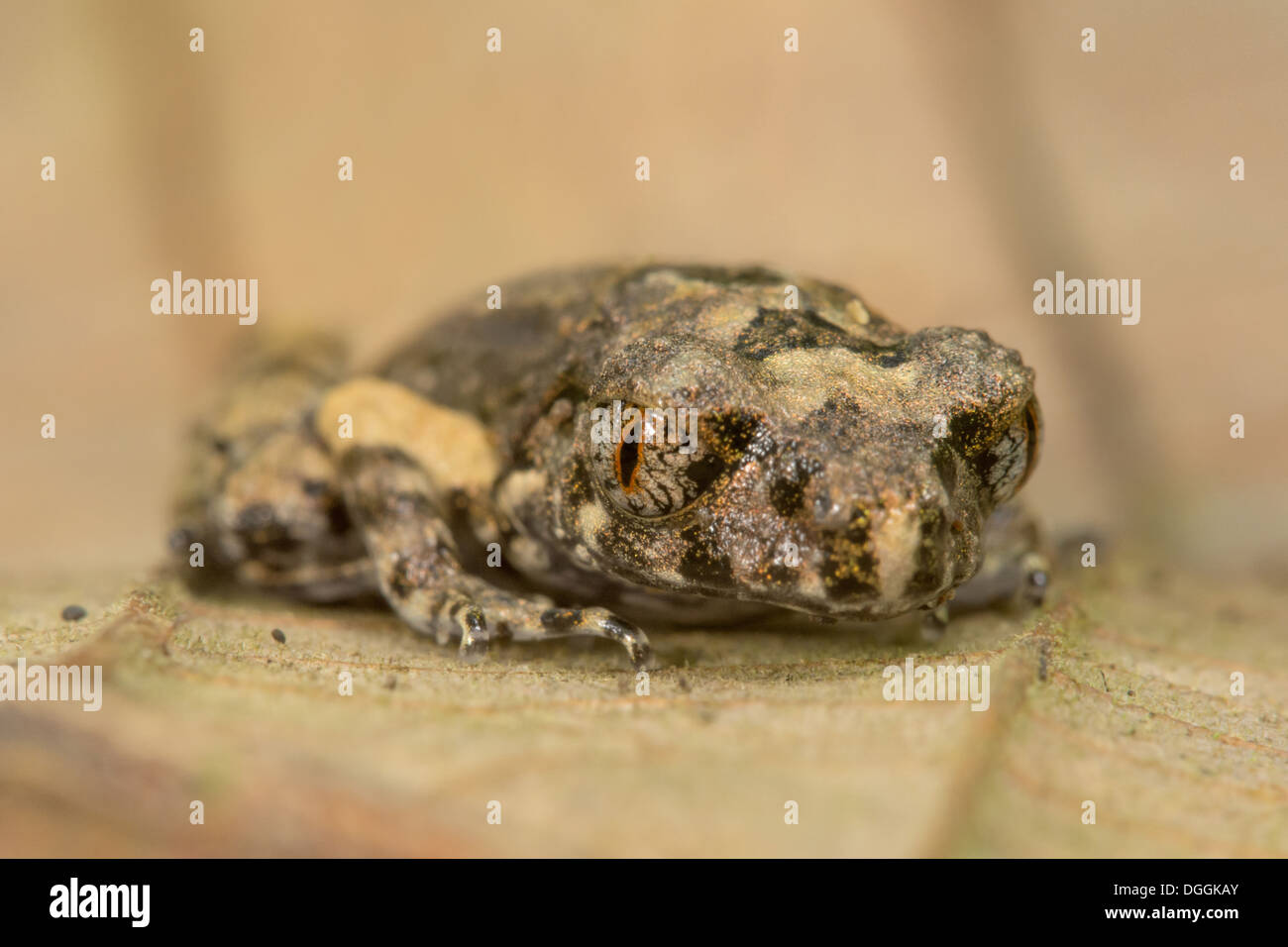 Il Dring slanciata rana di lettiera (Leptolalax dringi) capretti in appoggio sulla foglia secca sul suolo della foresta pluviale Malaysian Borneo Borneo Foto Stock