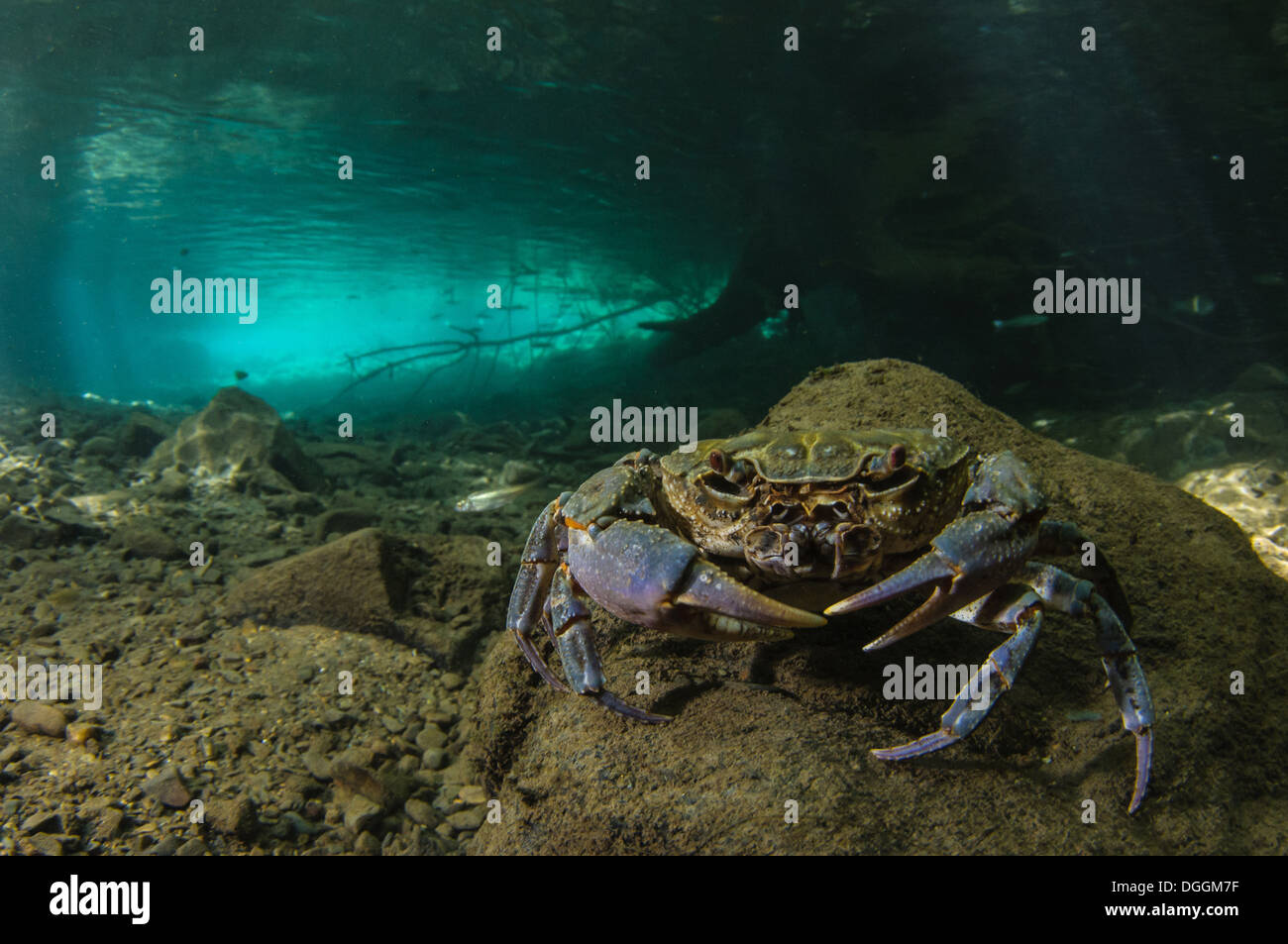 Il granchio d'acqua dolce (Potamon fluviatilis) adulto, subacquea in habitat fluviale, Toscana, Italia, Agosto Foto Stock