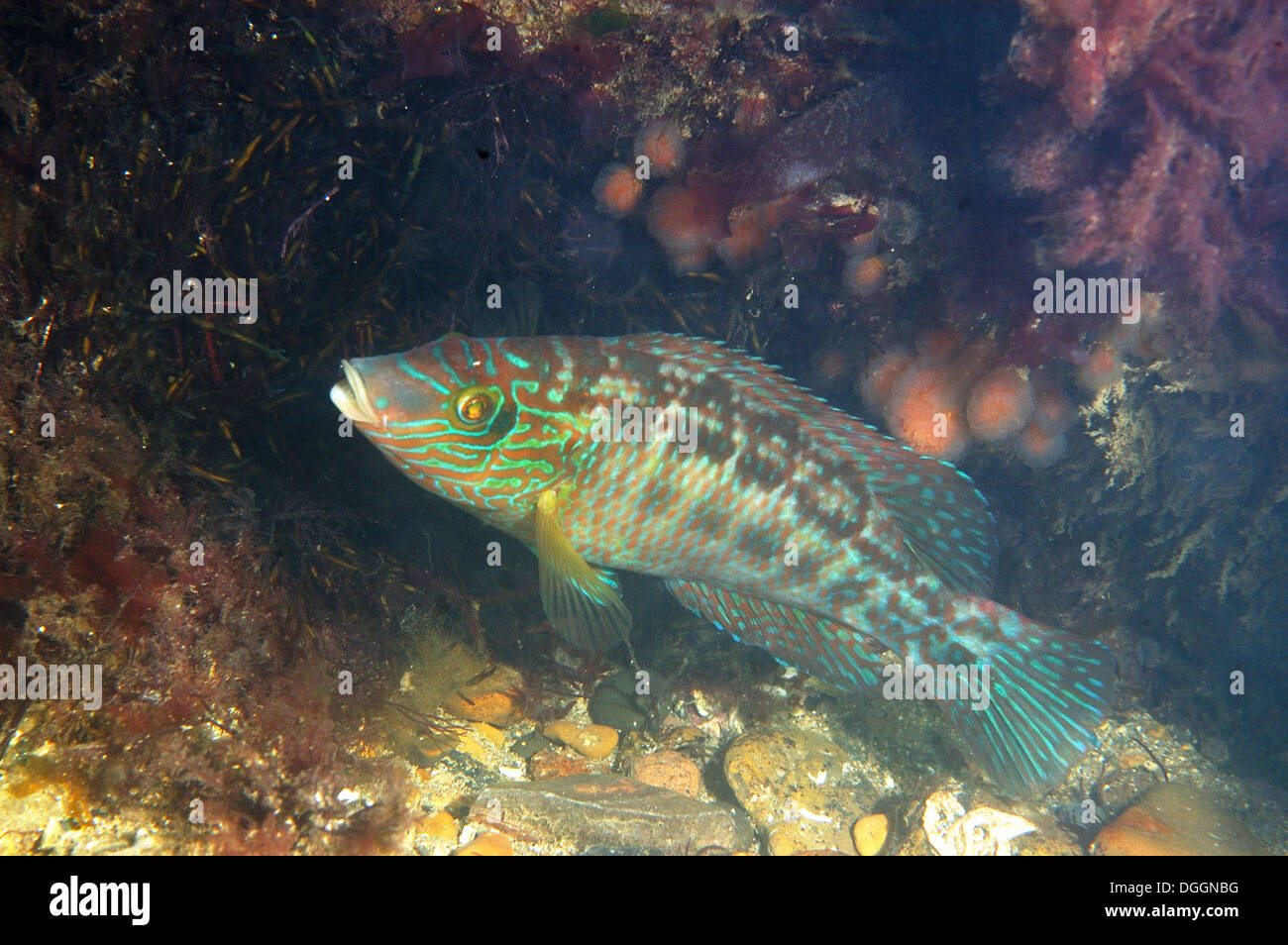 Corkwing Wrasse (Symphodus melops) maschio adulto, custodendo nido, Swanage, Isle of Purbeck, Dorset, Inghilterra, Giugno Foto Stock