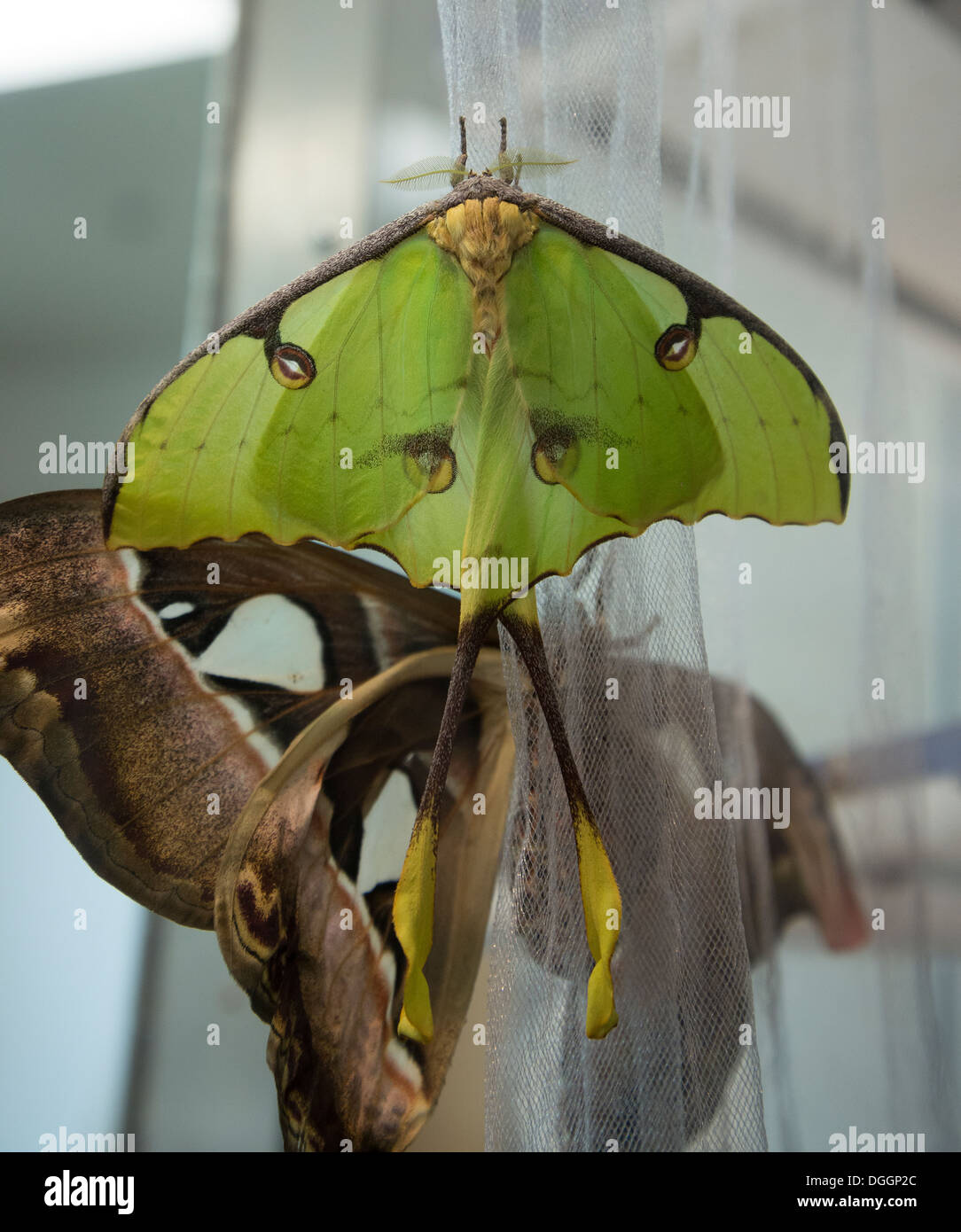 Luna africana Moth al McGuire Centro per i lepidotteri e biodiversità presso la University of Florida Butterfly foresta pluviale. Foto Stock
