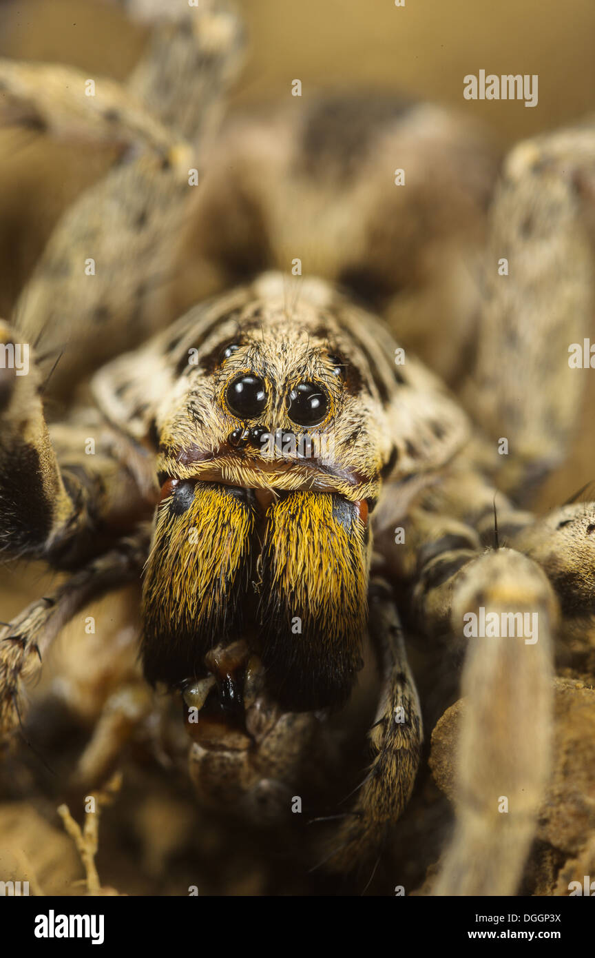 Wolfspider (Hogna radiata) femmina adulta di close-up di alimentazione di testa su grasshopper preda Follonica Provincia di Grosseto Toscana Italia Foto Stock