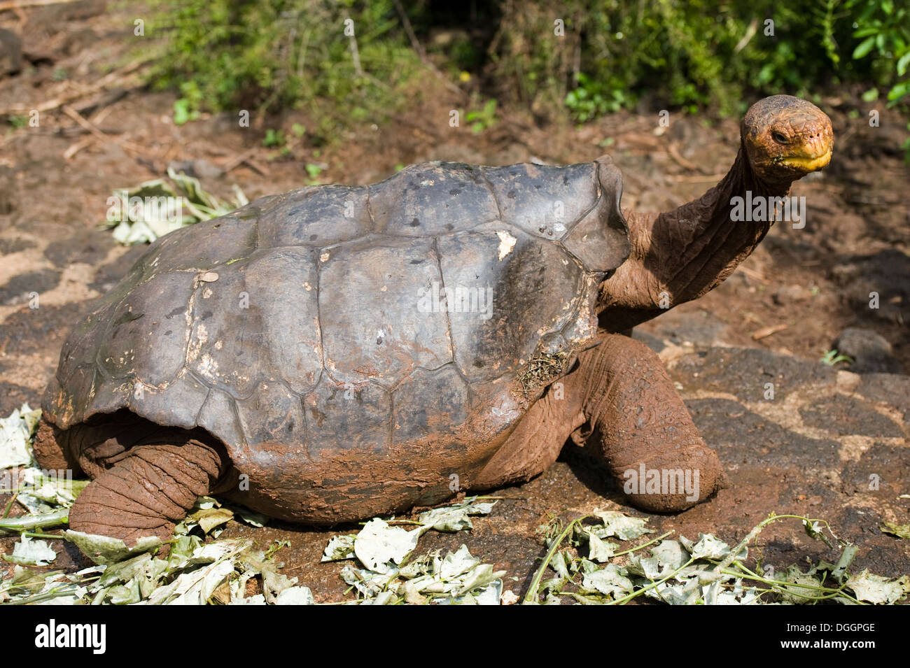 La tartaruga gigante a Darwin a Centro di ricerca delle Isole Galapagos Foto Stock