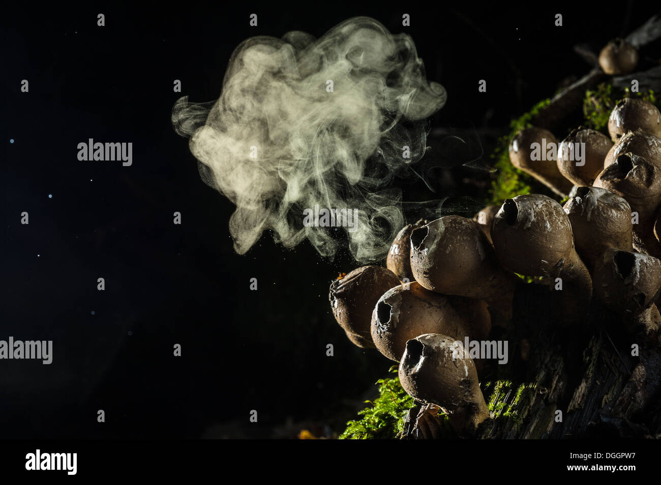 Il moncone Puffball (Lycoperdon pyriforme) corpi fruttiferi con emissione di singoli spore dopo essere stato colpito dalle gocce di pioggia Italia Foto Stock
