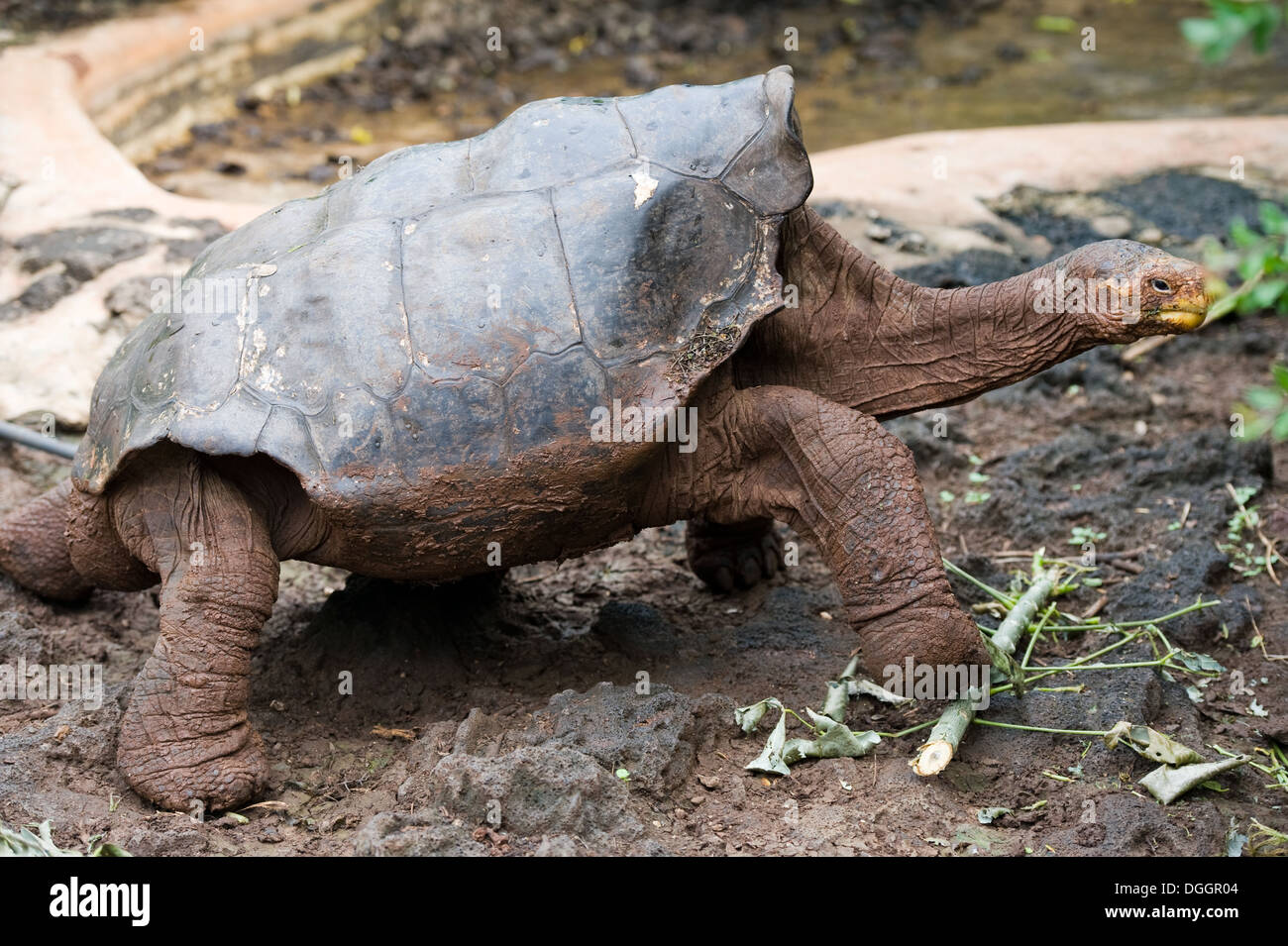 La tartaruga gigante a Darwin a Centro di ricerca delle Isole Galapagos Foto Stock