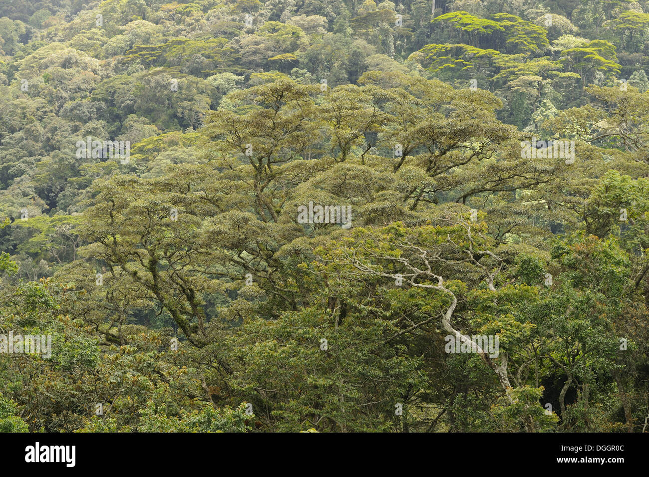 Vista della foresta tropicale habitat, Kahuzi-Biega N.P., regione di Kivu, nella Repubblica democratica del Congo, Novembre Foto Stock