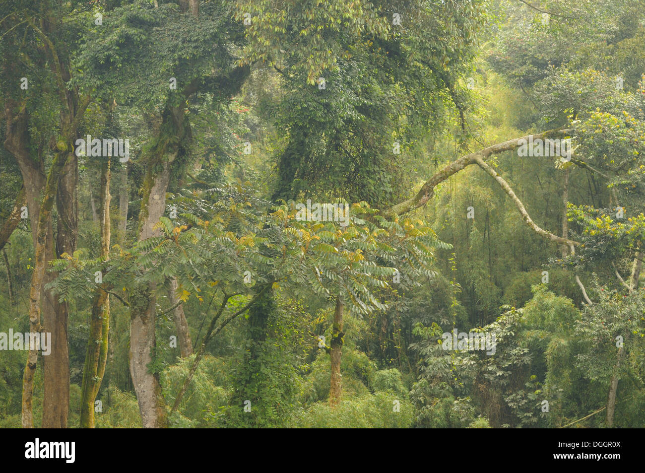Vista della foresta tropicale habitat, Kahuzi-Biega N.P., regione di Kivu, nella Repubblica democratica del Congo, Novembre Foto Stock