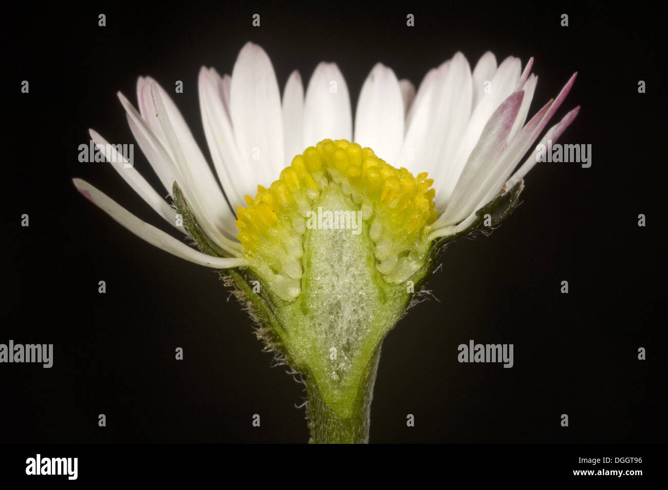 Tagliare la sezione di una margherita, Bellis perennis, mostrando ray disco e broccoli di Compositae fiore Foto Stock