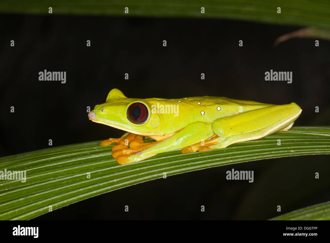 Scorrevolezza Treefrog (Agalychnis spurarelli) di notte Foto Stock
