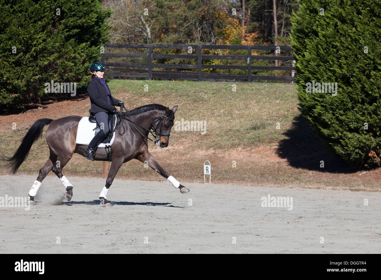 Donna equitazione dressage cavallo a trotto esteso in anello di allenamento all'aperto Foto Stock