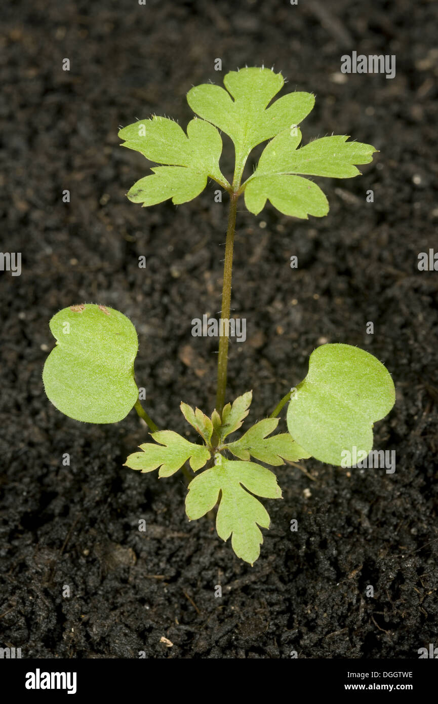 Un impianto di piantine di herb robert, Geranium robertianum, una pianta annuale della massa dei rifiuti con cotiledoni e prime foglie vere Foto Stock