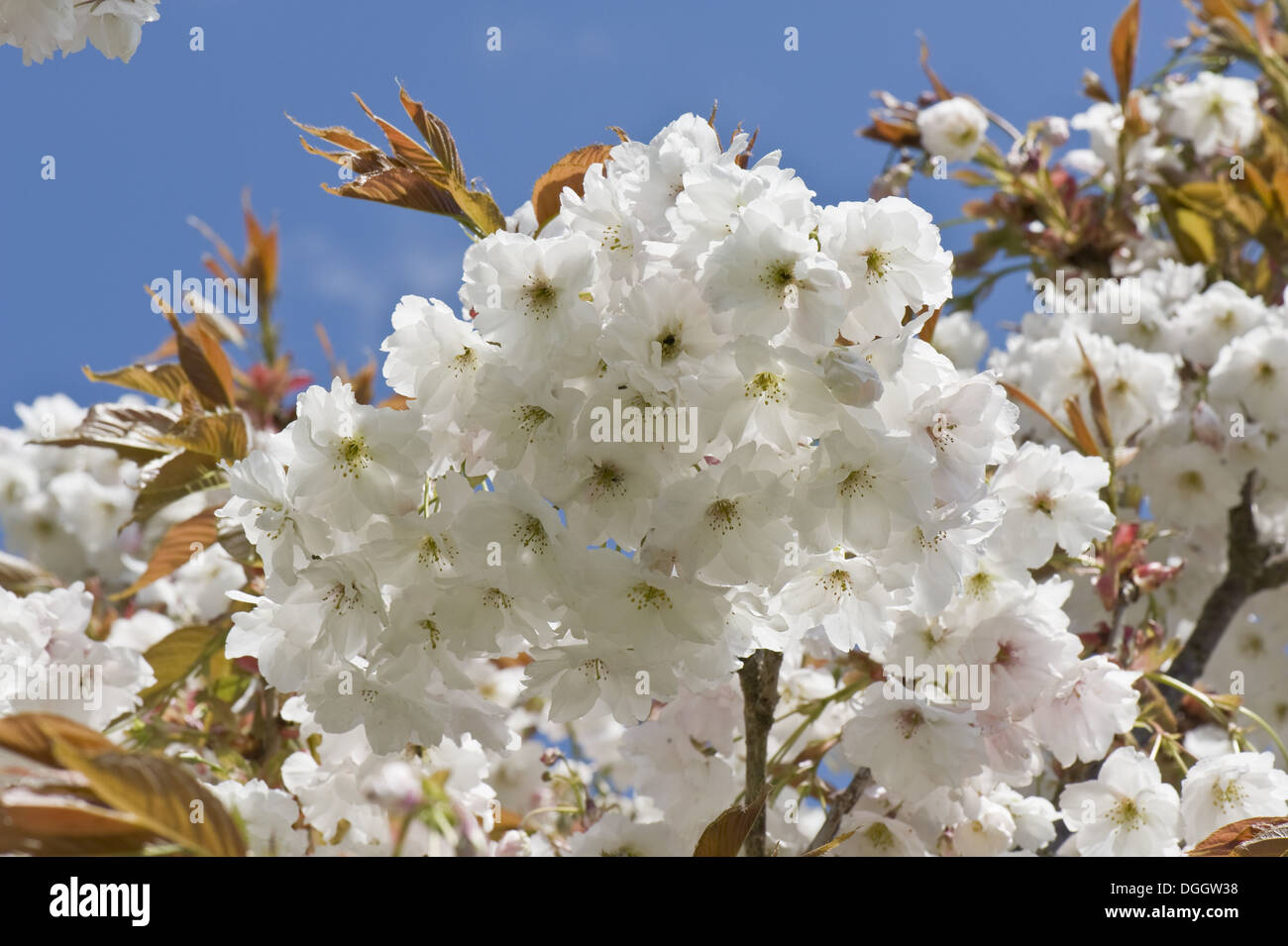Fiori su un fiore ornamentale ciliegio Prunus 'Shizuka' o Cloud fragrante giovani foglie rosse contro un cielo blu senza nuvole Foto Stock