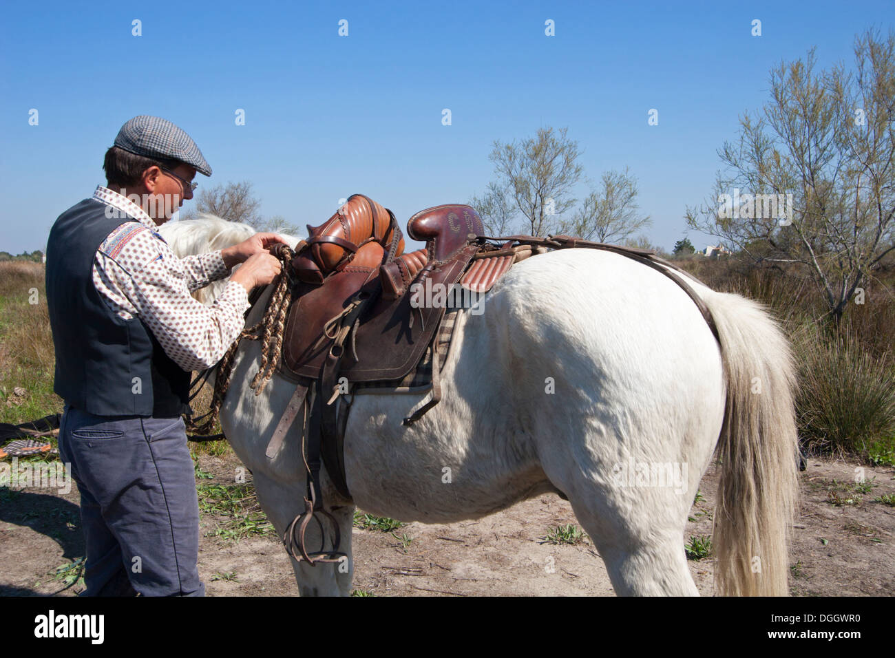 Cavallo camargue maschile francese gardiana in Provenza, Francia Foto Stock