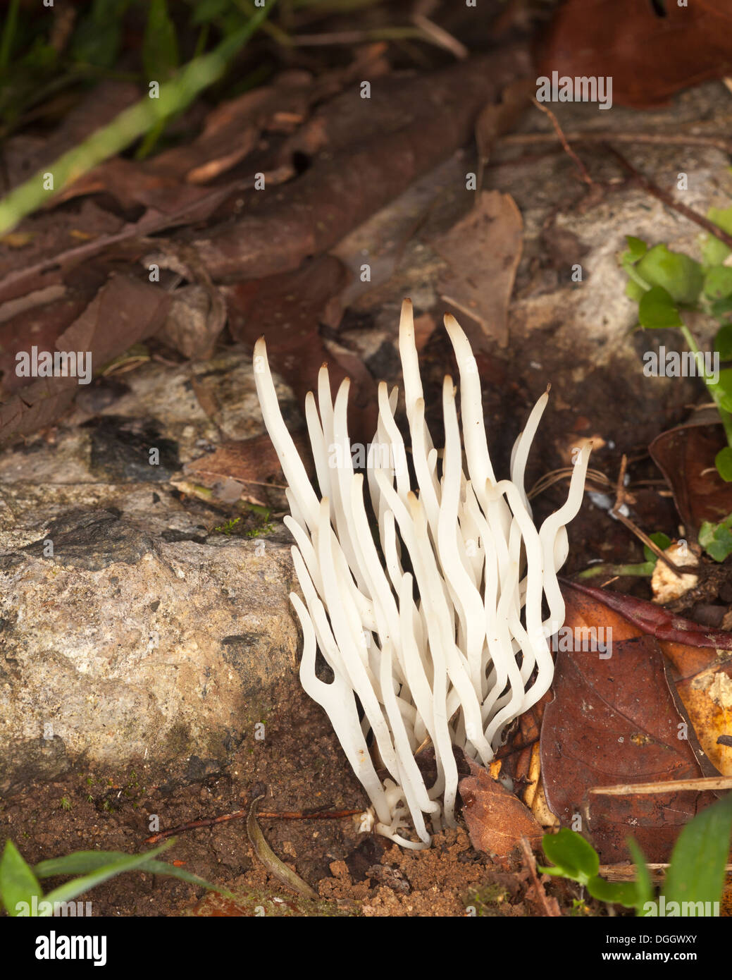 Fungo di corallo che cresce nella lettiera delle foglie del pavimento indisturbato della foresta pluviale, Valle di Danum, Sabah, Borneo, Malesia Foto Stock