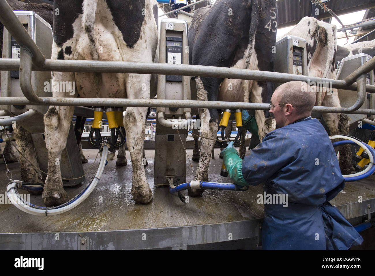 Caseificio contadino mettendo il latte in cluster su Holstein vacche da latte è munto in Alfa Laval 50 punto salotto rotante Foto Stock