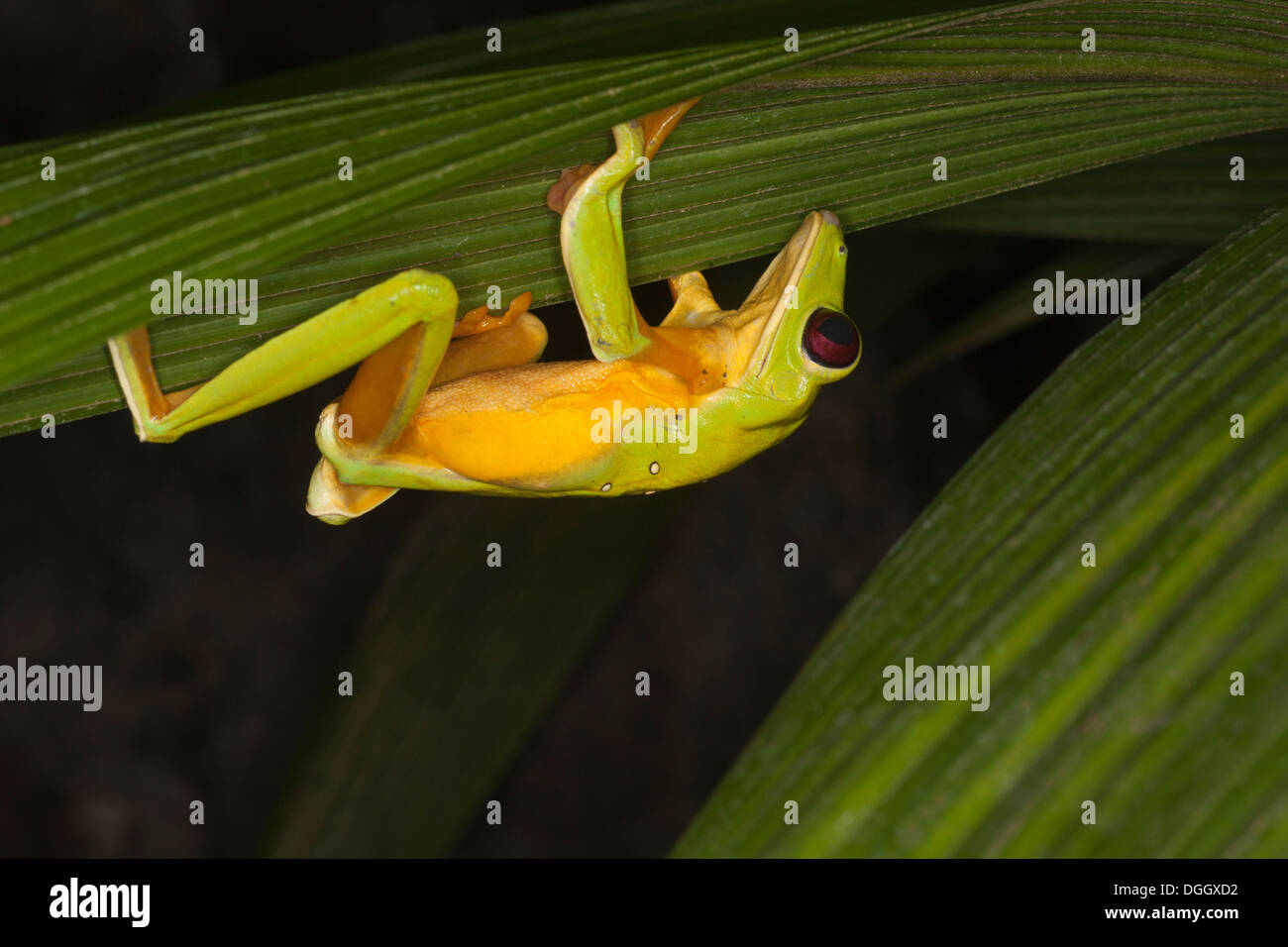 Treefrog (Agalychnis spurrelli) che cammina sul lato inferiore della foglia di notte. Conosciuto anche come rana di foglia volante o rana di foglia di Spurrell Foto Stock