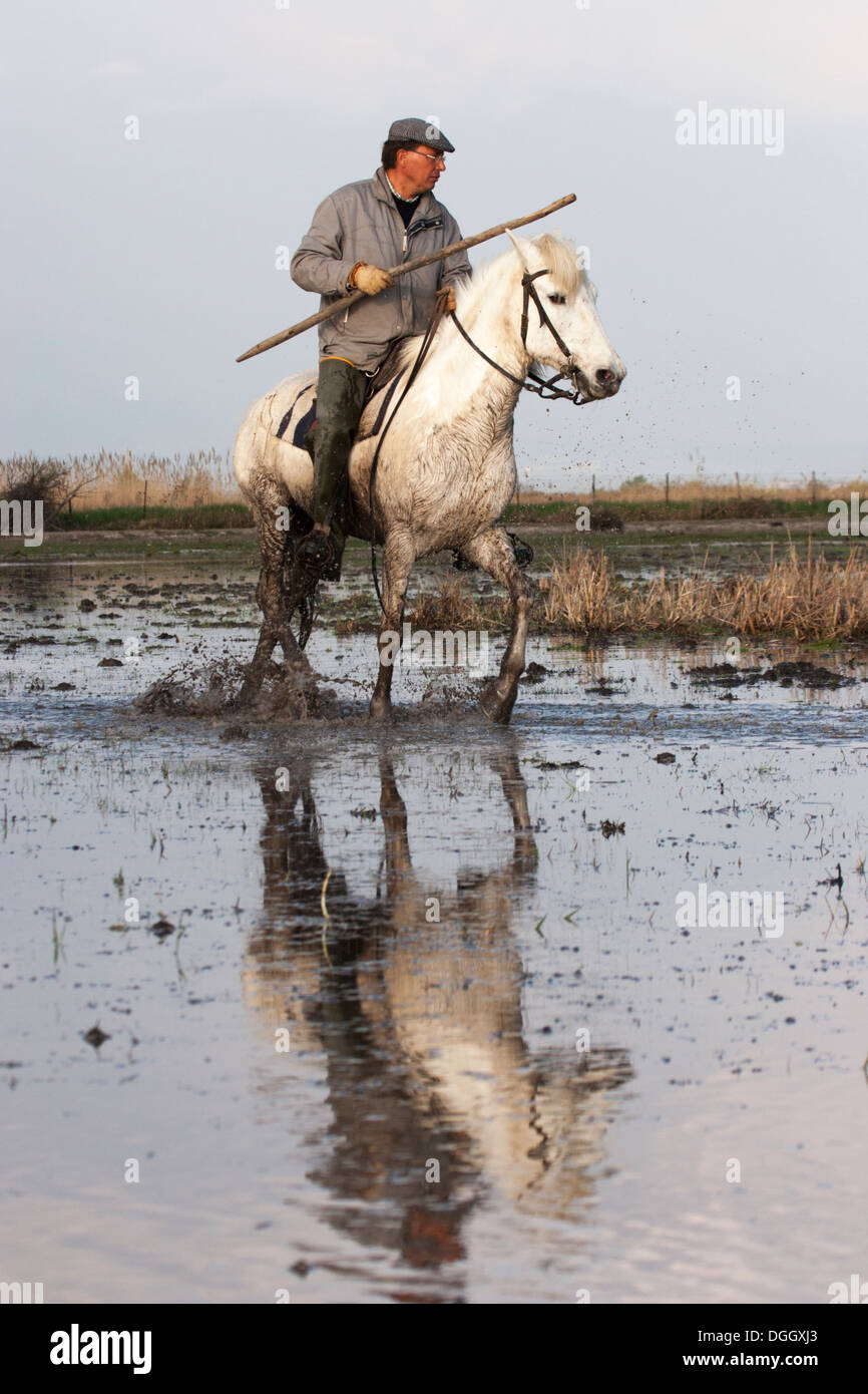 Uomo francese, Gardiano sulla Camargue a cavallo attraverso la zona umida Foto Stock