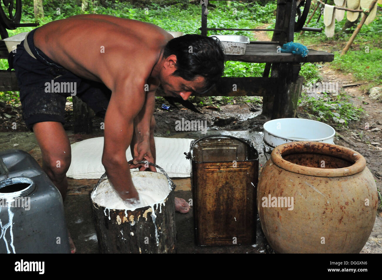 Il processo di produzione di gomma naturale in Thailandia Foto Stock