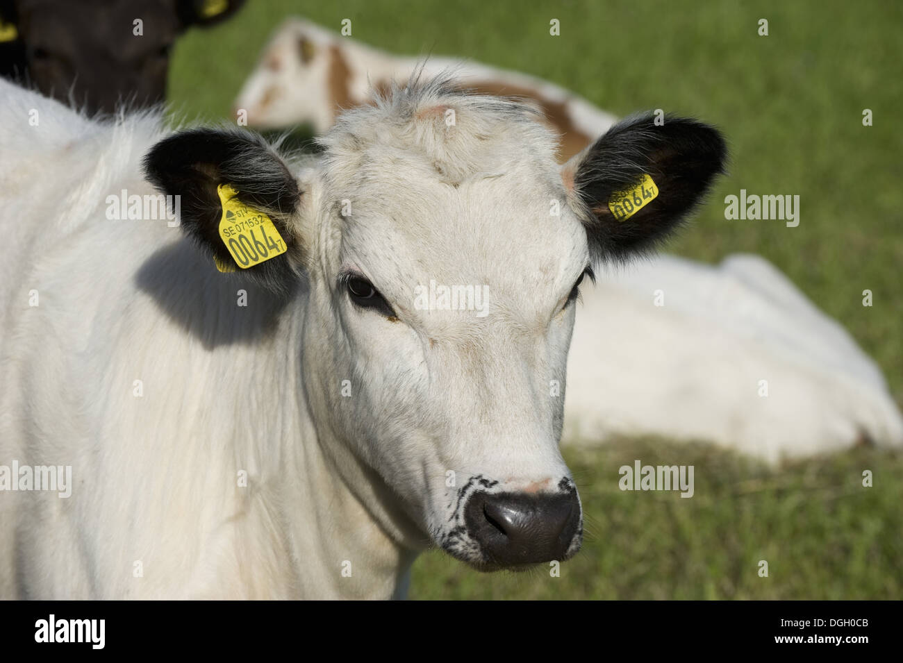 Bovini domestici, Fjaell (Svedese montagna), di vitello, di close-up di testa, con marchi auricolari, Svezia, può Foto Stock