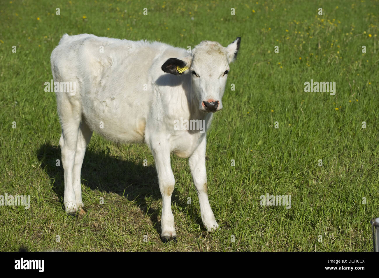 Bovini domestici, Fjaell (Svedese montagna), di vitello, con marchio auricolare, in piedi in pascolo, Svezia, può Foto Stock