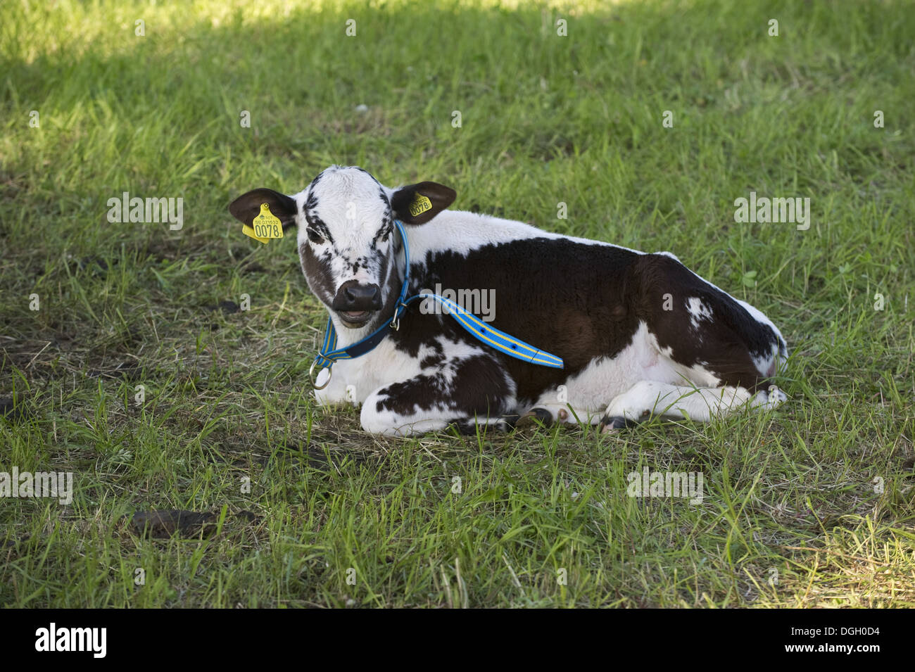 Bovini domestici, Fjaell (Svedese montagna), di vitello, con collare e marchi auricolari, appoggiato in pascolo, Svezia, può Foto Stock