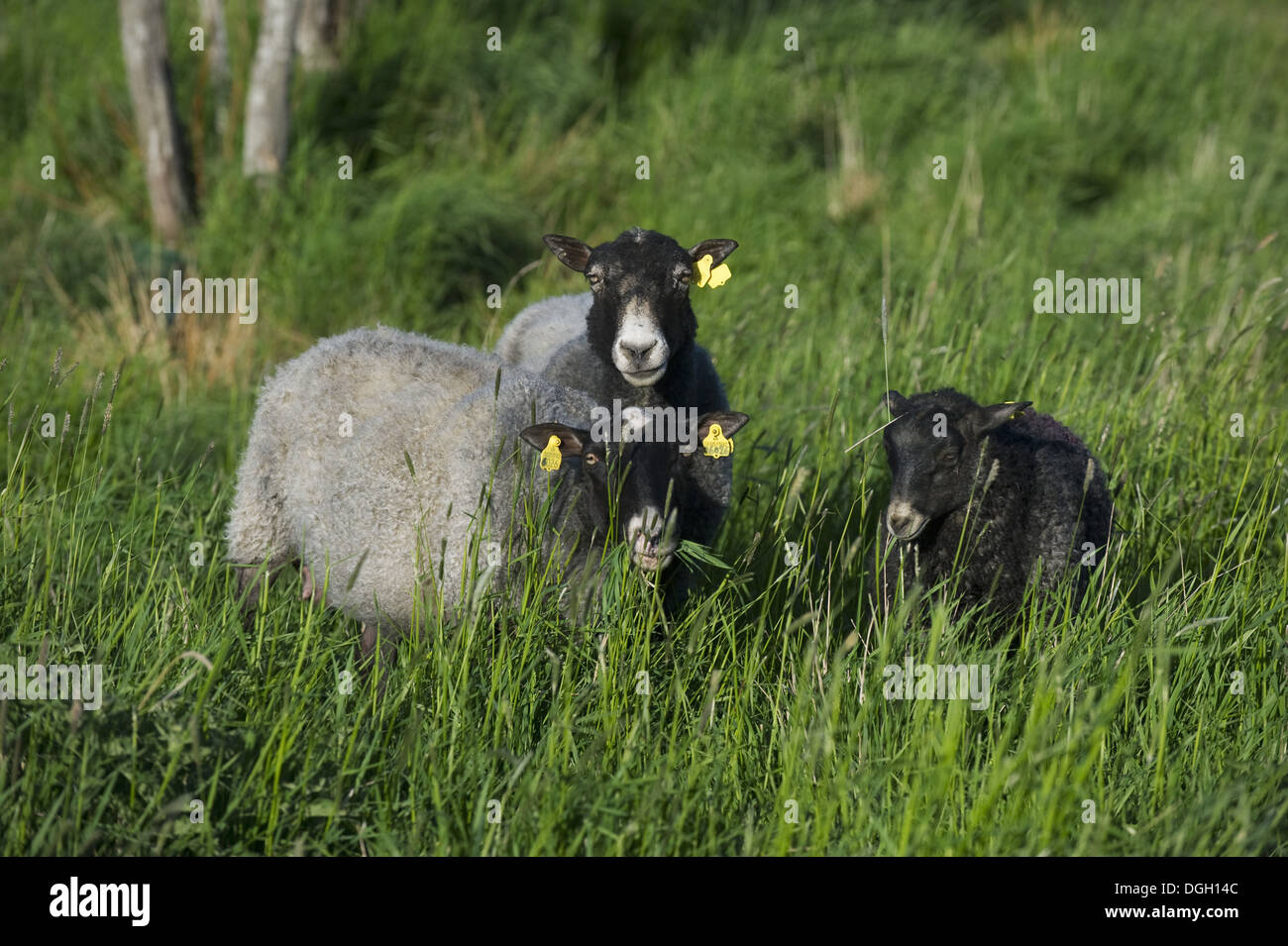 Gli animali domestici delle specie ovina e due pecore con agnello, con marchi auricolari, pascolo in erba lunga, Svezia, può Foto Stock