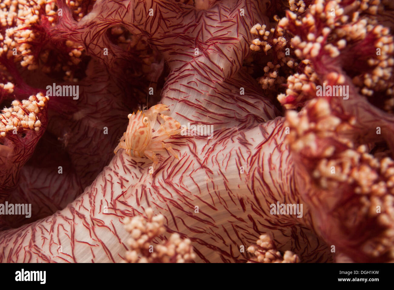 Coralli molli granchio porcellana (Lissoporcellana nakasonei) ben mimetizzata su un Soft Coral Foto Stock