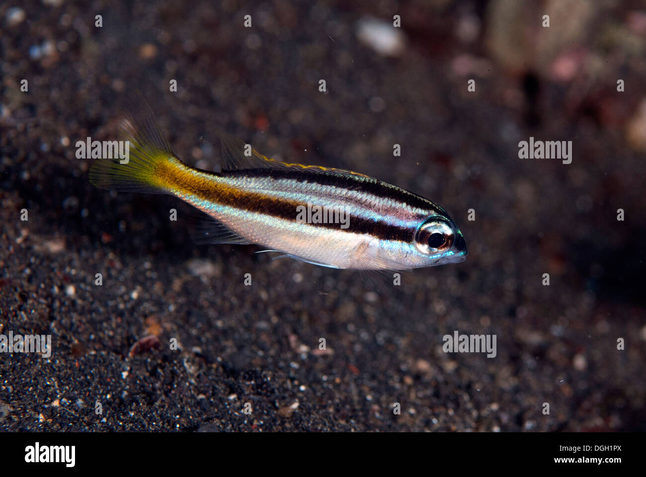 Pietro monocolo Orate (Scolopsis affinis) capretti nuoto su sabbia nera stretto di Lembeh Sulawesi Sunda Islands Indonesia Luglio Foto Stock