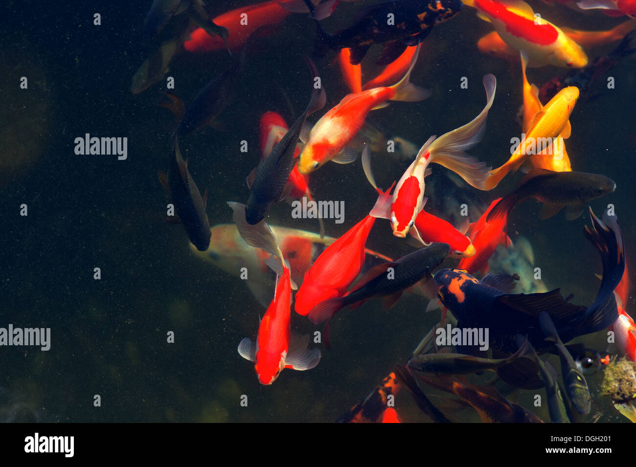 Carpe giapponesi di pesce nuotare (Cyprinus carpio) bella variazioni di colore naturale organico Foto Stock