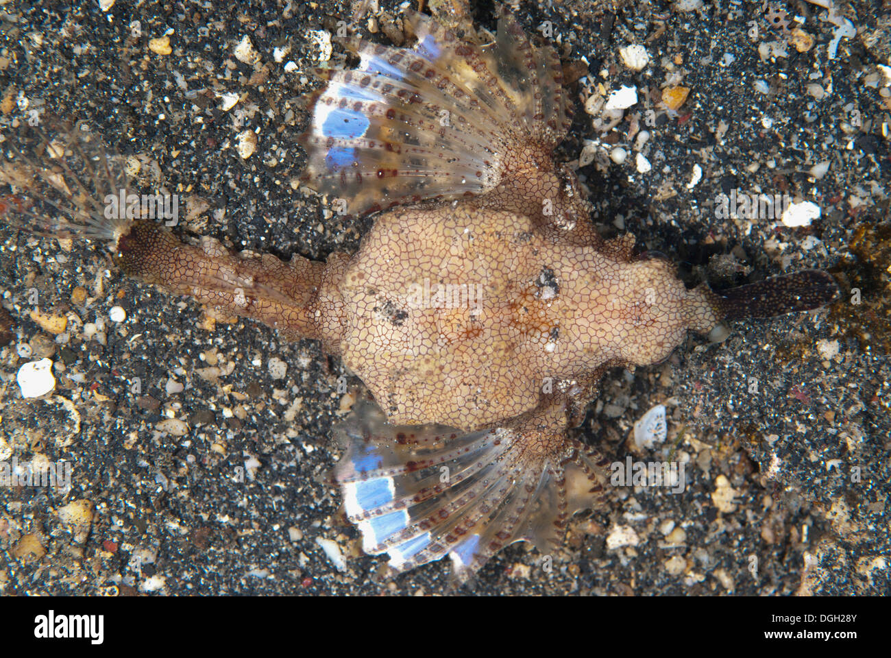 Pegasus falena Mare (Eurypegasus draconis) adulto, strisciando sulla sabbia nera, Lembeh Straits, Sulawesi, Sunda Islands, Indonesia, Luglio Foto Stock