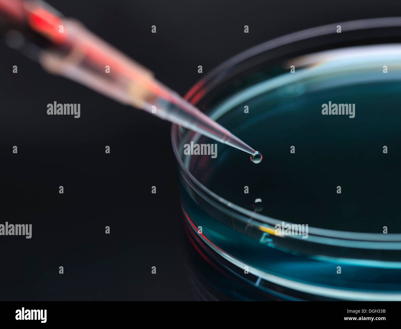 Campione di essere pipettato in piastre petri per analisi in laboratorio Foto Stock