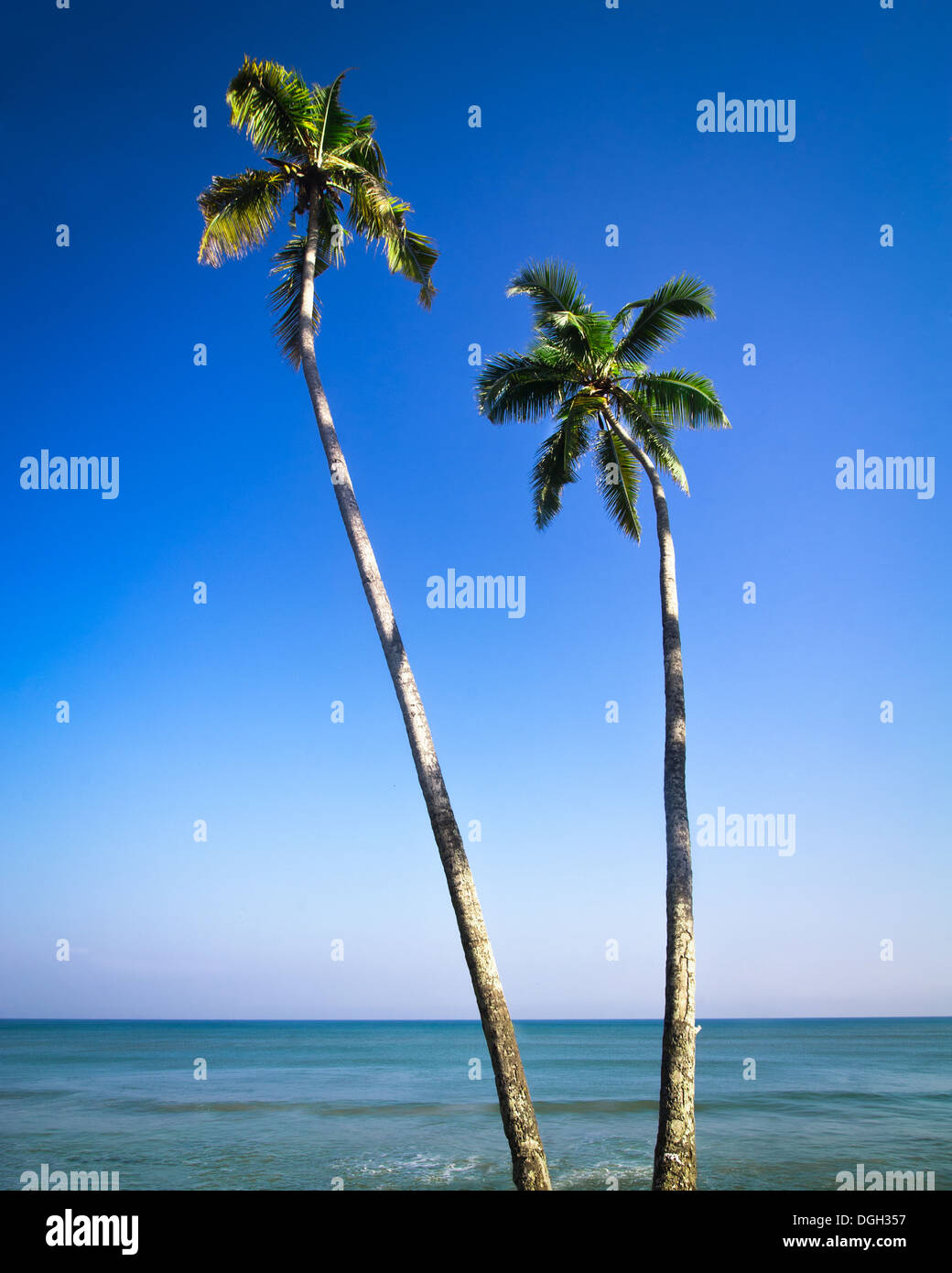 Bellissimo paesaggio tropicale con spiaggia dell'oceano e palme sotto il cielo blu Foto Stock