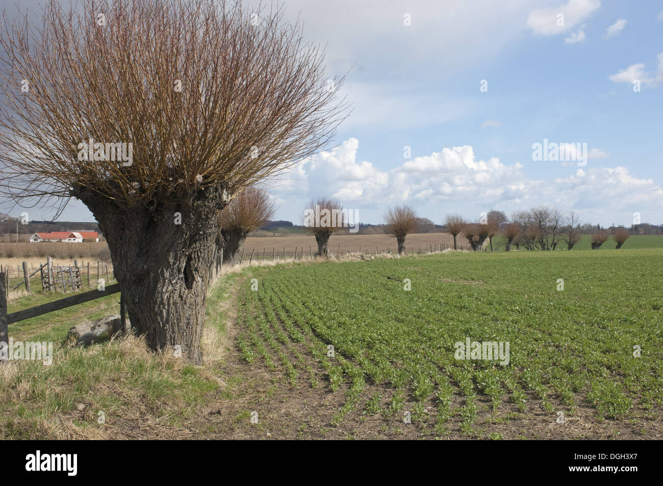 Willow (Salix sp.) pollarded alberi in corrispondenza del bordo del campo di seminativi, Skane, Svezia, molla Foto Stock