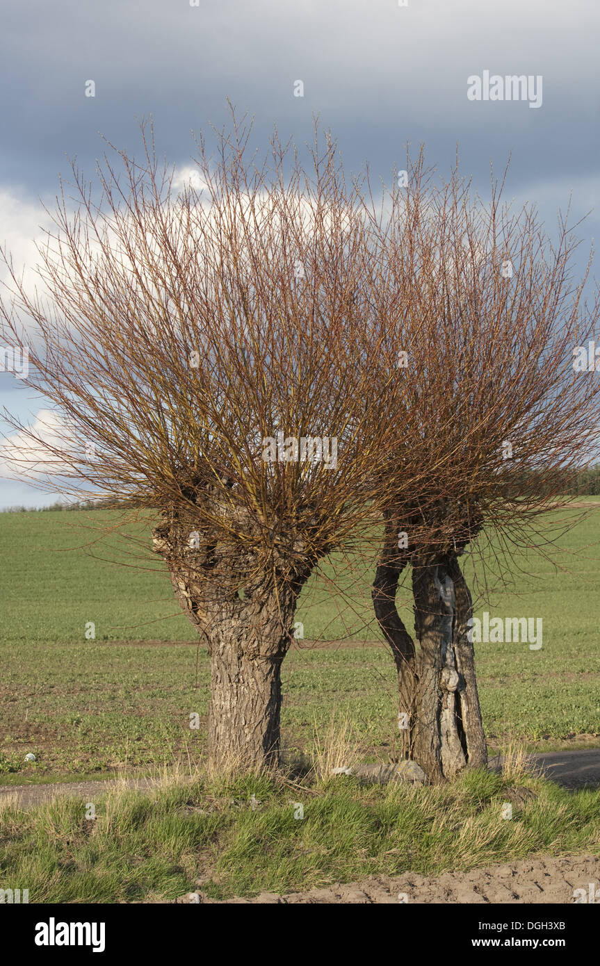 Willow (Salix sp.) pollarded alberi in corrispondenza del bordo del campo di seminativi, Skane, Svezia, molla Foto Stock