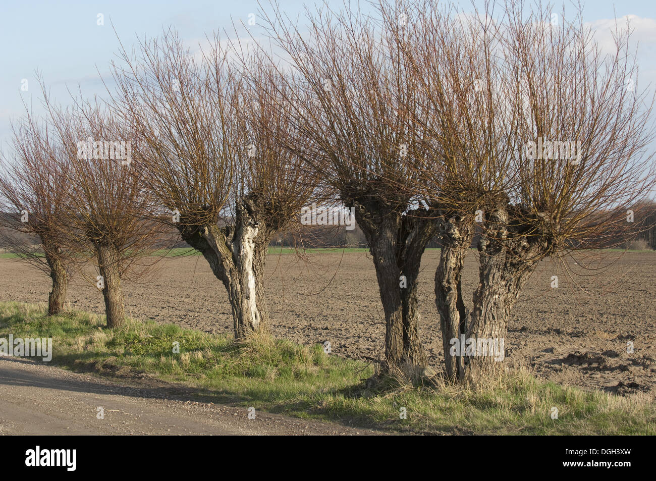 Willow (Salix sp.) pollarded alberi in corrispondenza del bordo del campo di seminativi, Skane, Svezia, molla Foto Stock