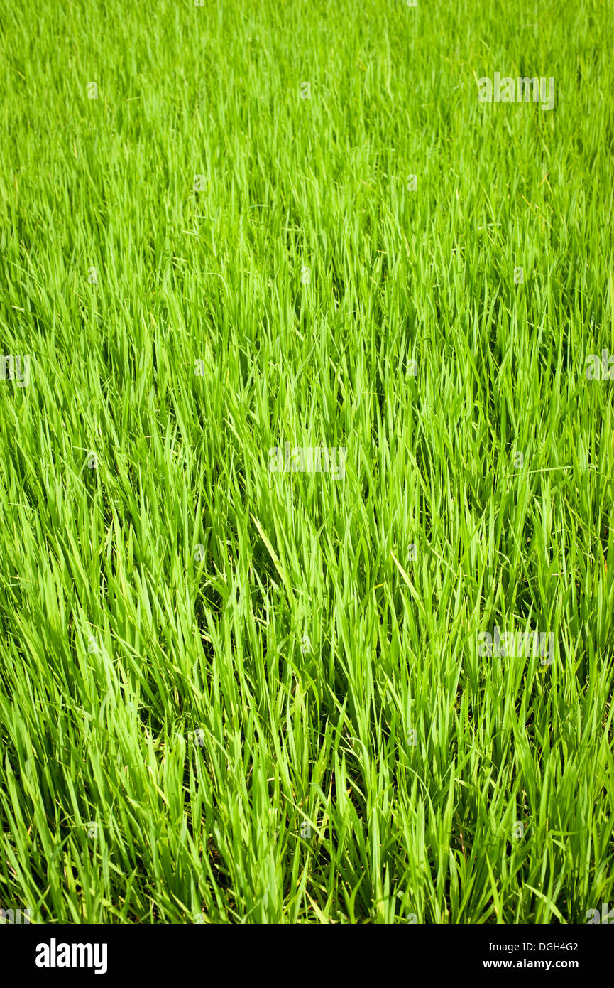 La natura dello sfondo. Una texture verde del campo di riso. India del sud. In Tamil Nadu Foto Stock