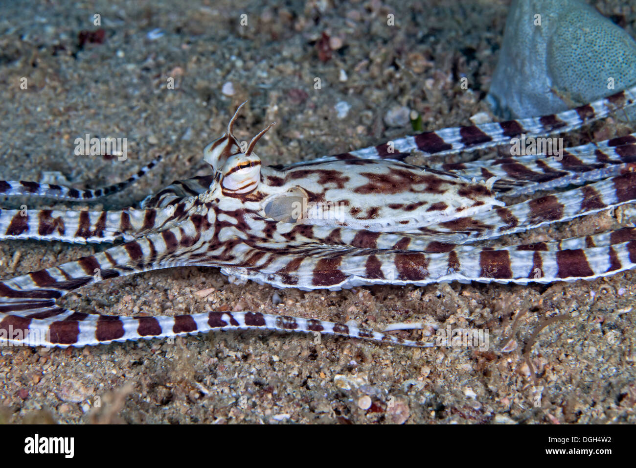 Mimic Octopus (Thaumoctopus mimicus), Puerto Galera, Filippine. Foto Stock